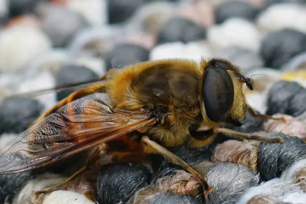 Photo of Common drone fly, Eristalis tenax, sitting on a woolen surface