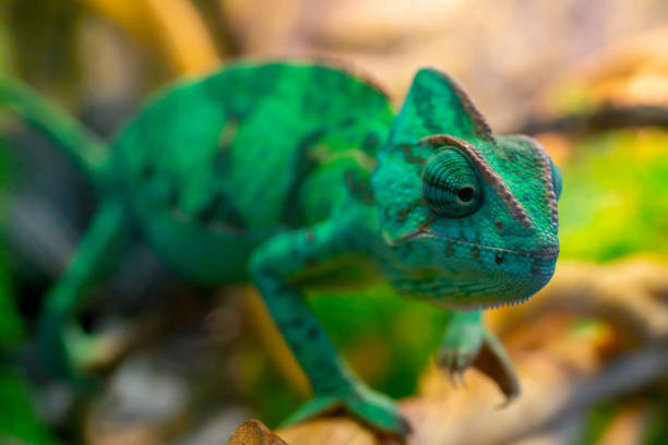 istock Selective focus shot of a young green chameleon on a branch 1440780821