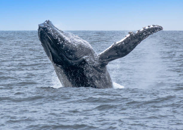 istock Closeup of a beaching humpback whale at sea 1440780970
