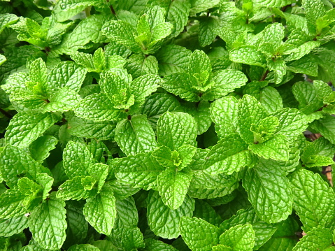 A background of Peppermint leaves