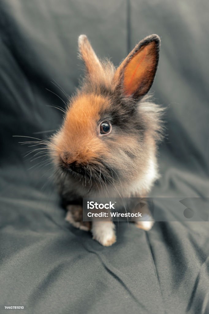 Vertical shot of a fluffy gray and brown domestic rabbit on a gray background A vertical shot of a fluffy gray and brown domestic rabbit on a gray background Animal Stock Photo
