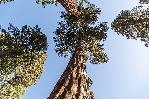 A low angle shot of high trees on blue sky background in National Sequoia Park, EUA