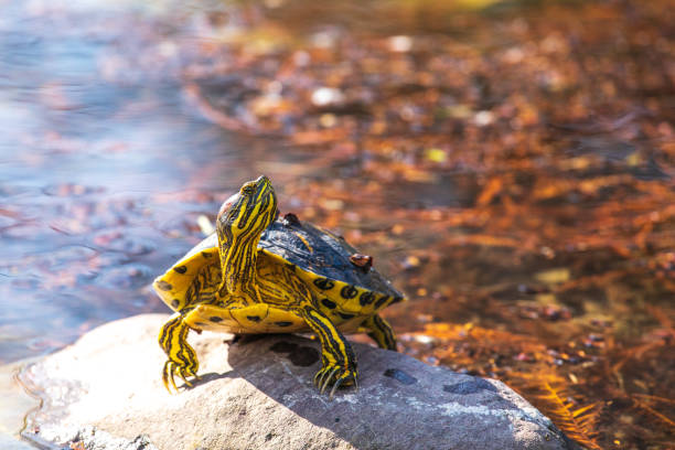 uma tartaruga de água doce listrada amarela, a tartaruga de orelhas de laranja, senta-se em uma rocha no lago. - terrapin - fotografias e filmes do acervo