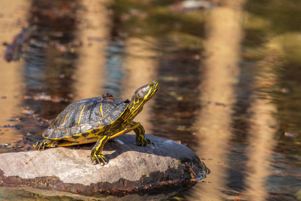 una tortuga de agua dulce rayada amarilla, la tortuga de orejas naranjas, se sienta en una roca en el estanque. - emídidos fotos fotografías e imágenes de stock