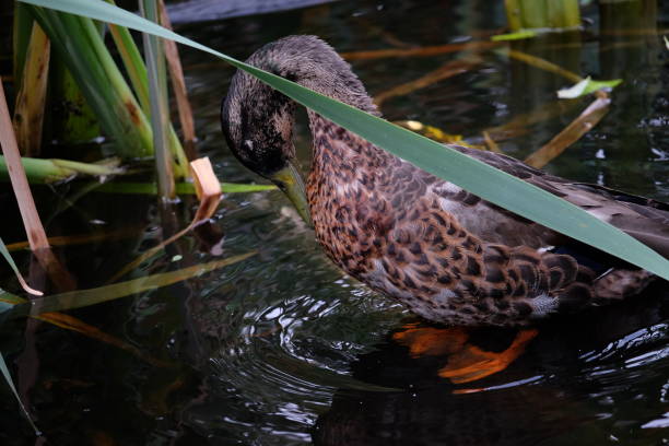 A Hawaiian duck or Koloa in the pond