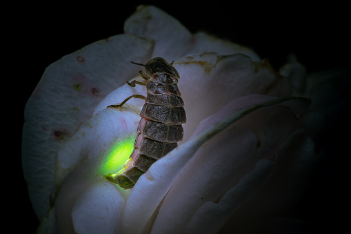 A closeup shot of a Lampyris noctiluca, glow-worm on a flower.