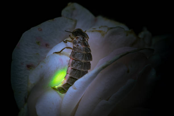 Closeup shot of a Lampyris noctiluca, glow-worm on a flower. A closeup shot of a Lampyris noctiluca, glow-worm on a flower. lampyris noctiluca stock pictures, royalty-free photos & images