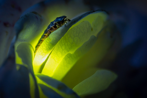 Female firefly common glowworm Lampyris noctiluca sitting on a rose blossom glowing in the dark.