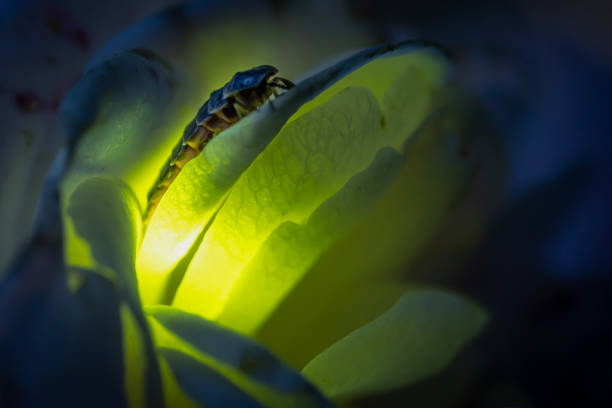 Female firefly sitting on a rose  glowing Female firefly common glowworm Lampyris noctiluca sitting on a rose blossom glowing in the dark. lampyris noctiluca stock pictures, royalty-free photos & images