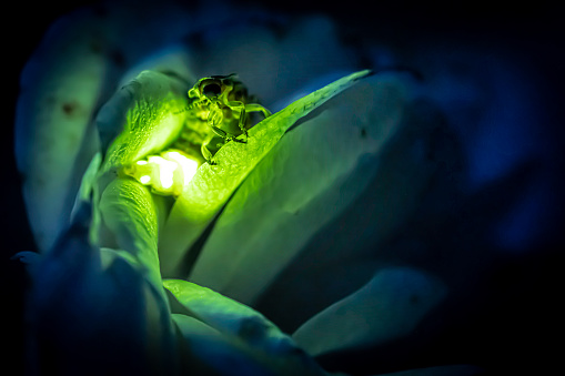 Female firefly common glowworm Lampyris noctiluca sitting on a rose blossom glowing in the dark.