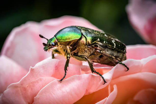 istock Green green rose chafer and roses 1440781609