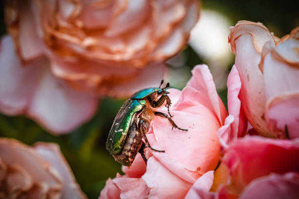 istock Green green rose chafer and roses 1440781622