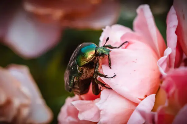 Photo of Green green rose chafer and roses