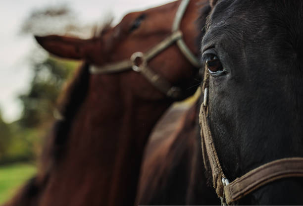 yegua y su potro. caballo con potro. concéntrese en el ojo de caballo - foal mare horse newborn animal fotografías e imágenes de stock