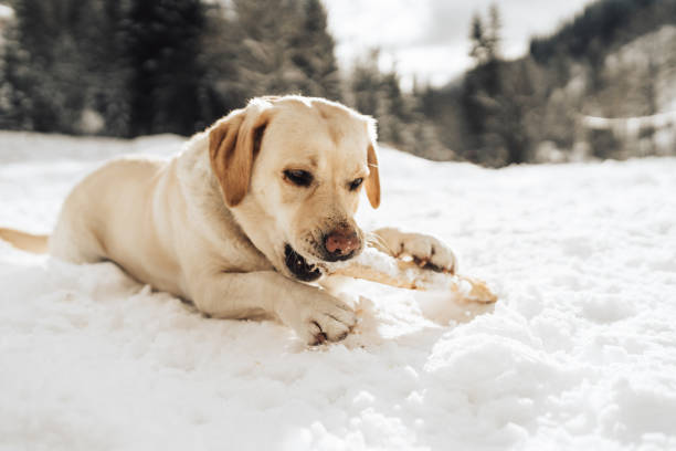 istock Cute labrador dog on a snow 1440782127
