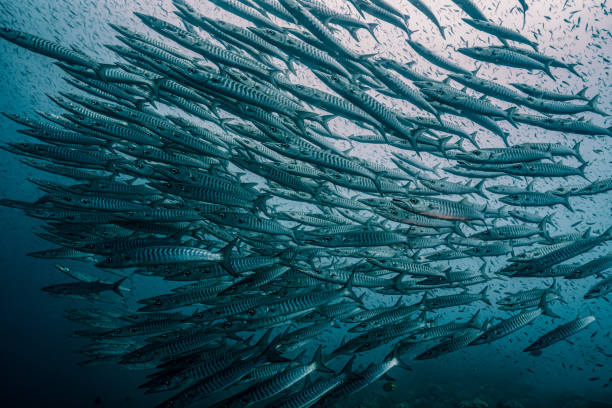 grand banc de barracuda chevron (sphyraena putnamae) dans les profondeurs de l’océan - barracuda photos et images de collection