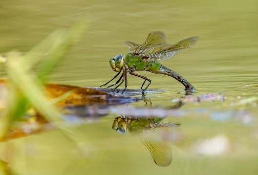 A closeup shot of an Emperor dragonfly laying eggs in water, Andalusia, Spain