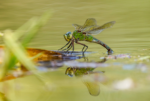 Close up of red dragonfly perched on the border of a swimming pool