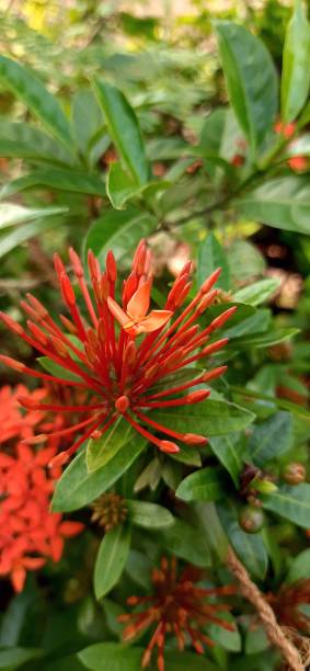 istock Closeup shot of bright red Chilean firetree 1440782707