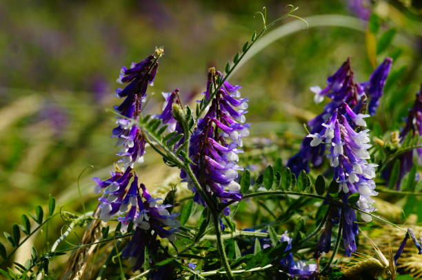 Nitrogen Fixation: Nature's Free Fertilizer Factory