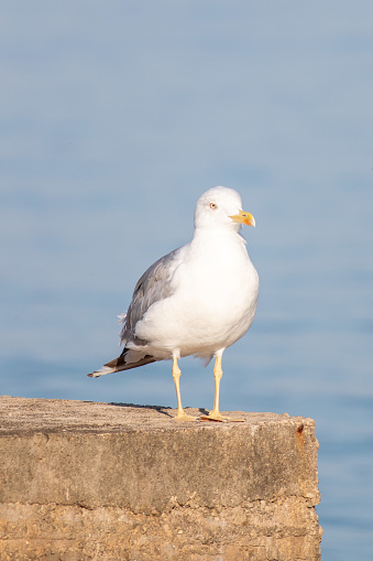 A selective focus shot of a large white-headed gull standing in front of a lake in Croatia