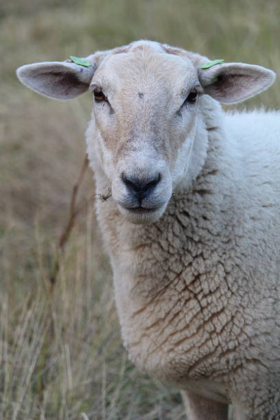 istock White sheep grazing on the pasture on a farm 1440783895