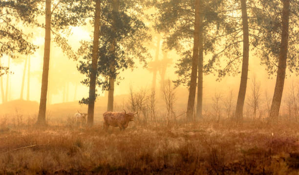 A beautiful sun-drenched forest with grazing highland cows