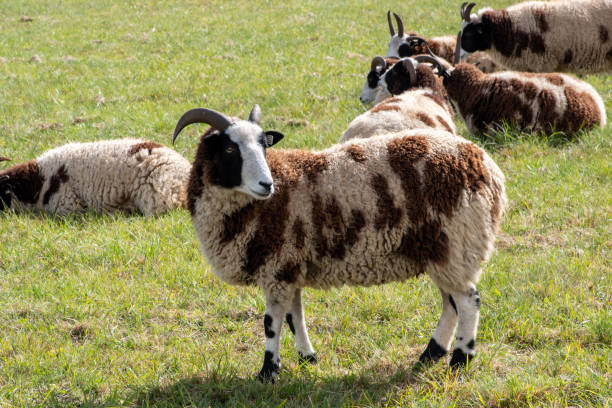 rebaño de ovejas jacob en un campo bajo la luz del sol en el campo - jacob sheep fotografías e imágenes de stock