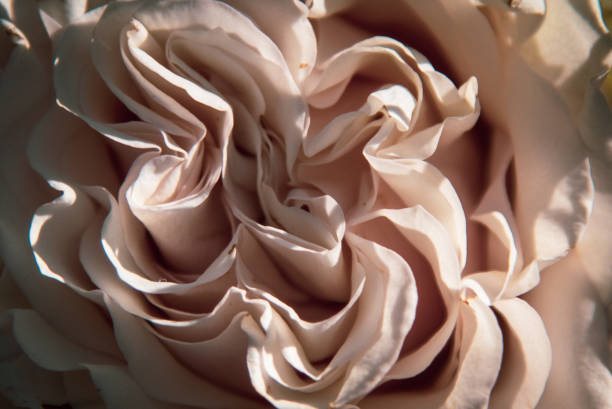istock Lisianthus Detail 1440784522