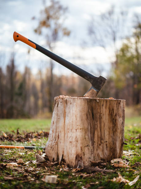 istock Ax in a tree trunk in the forest - deforestation, clearance, clearcutting 1440784646