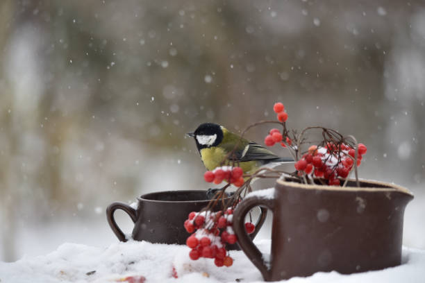 istock Fluffy great tit bird perched on a clay pot with red berries growing in it 1440784764