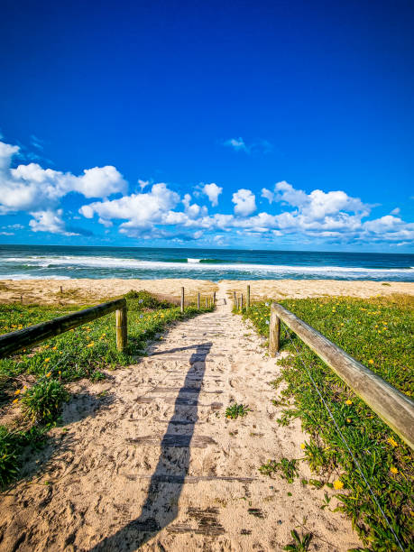 istock Vertical shot of a path through blooming dandelions leading to a beach 1440784968