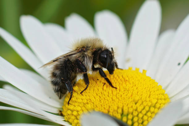 istock Common carder bee on an oxeye daisy 1440785121