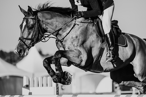 Horse and rider during a showjump.