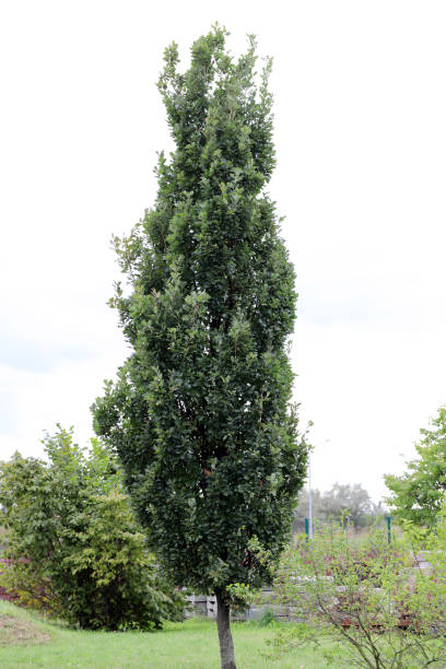 Column handle oak, Quercus robur Fastigiata. Column handle oak, Quercus robur Fastigiata. caterpillar's nest stock pictures, royalty-free photos & images