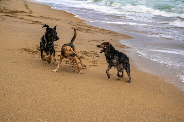 Three wet dogs playing on sand beach.