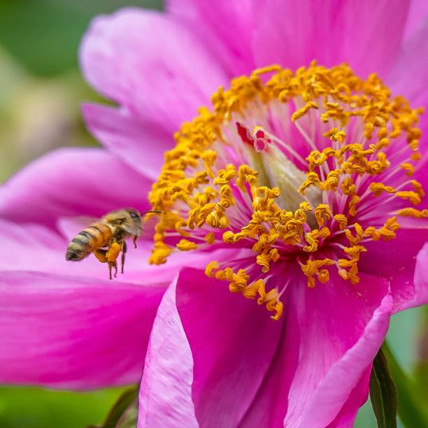Honey Bee in Flight to Pink Peony stock photo