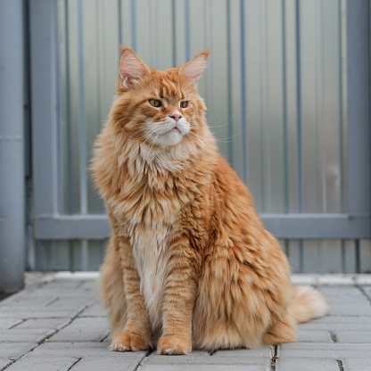 A red Maine Coon cat sitting in front of a gate. Close up.