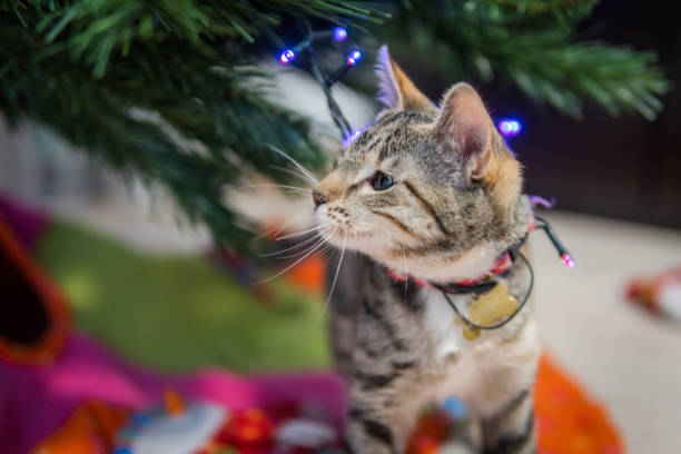 istock Puppy cat lurking under the christmas tree 1440788165