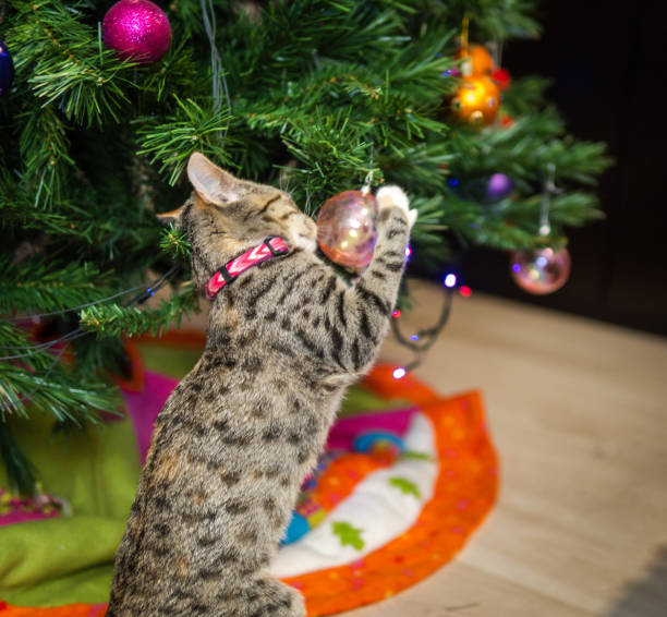 Puppy cat messing up the christmas tree knocking down the balls