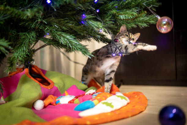 cat playing with christmas tree balls tangled with lights