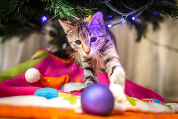 istock Puppy cat playing with a christmas ball under the christmas tree 1440788175