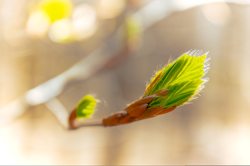 The first spring leaves and sun light, natural background. High quality photo
