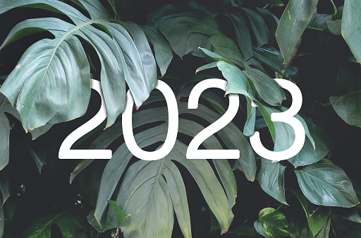 2023 New year white text hidden in natural green monstera leaves. Floral typography design.