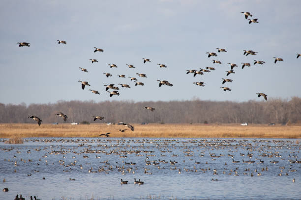istock Canada Geese landing in a marsh 1440792062
