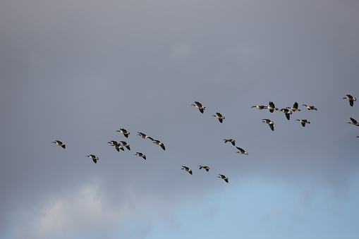 Side view of geese as they fly by overhead.