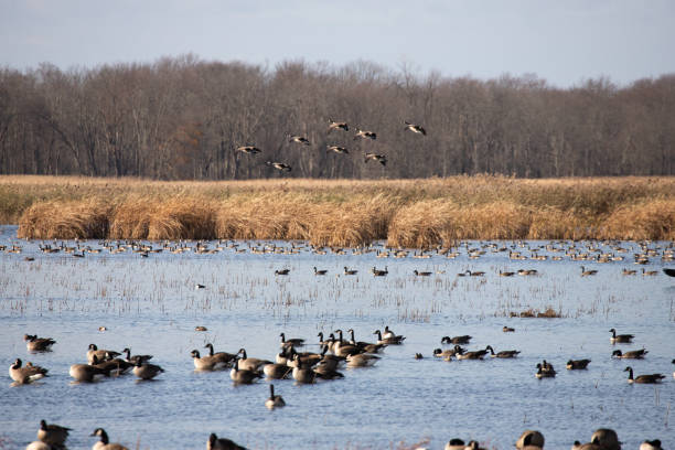 istock Canada Geese in a wetland in NY 1440792142
