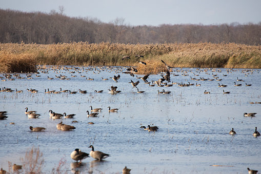 A stop over/staging area for waterfowl during the fall migration.