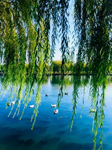 Autumn on the Lake Autumn on the lake, ducks and trees autumn copy space rural scene curing stock pictures, royalty-free photos & images