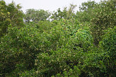 istock Treetops background 1440795563